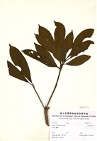 藏品(霧社木薑子)的圖片